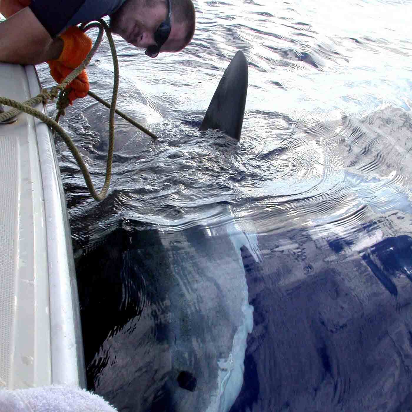 43 - Do Shark Deterrents Actually Work?
